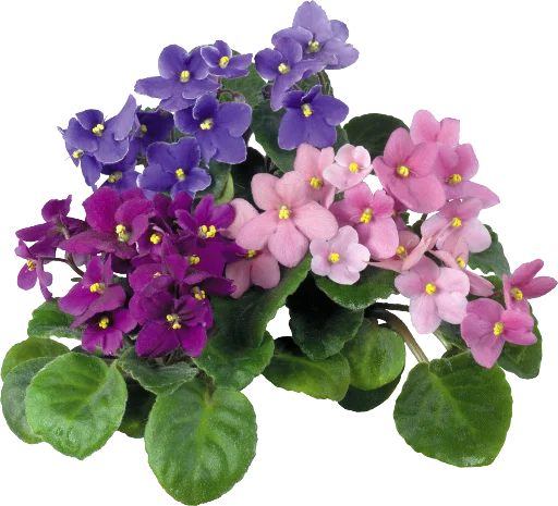 The Violet Flower pelekat ✨