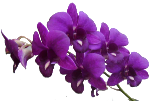 The Violet Flower pelekat 🌺