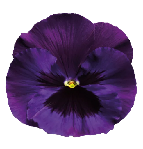 The Violet Flower stiker 💖