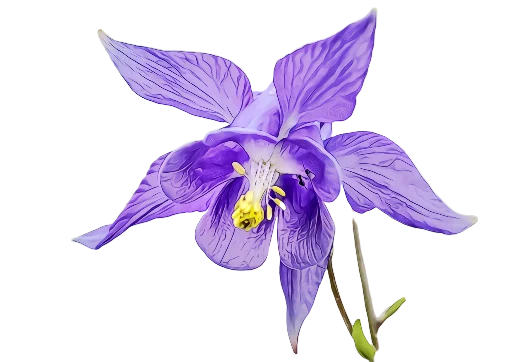The Violet Flower pelekat 💙