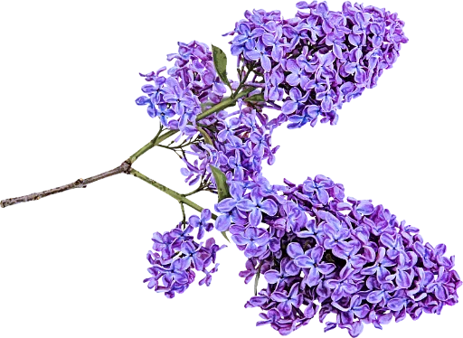 The Violet Flower pelekat 💓