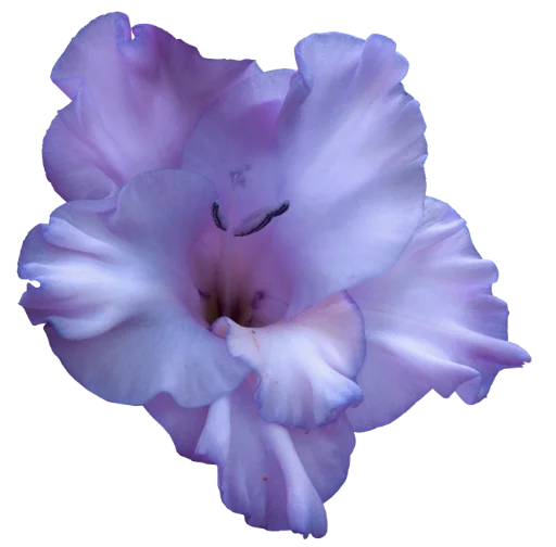 The Violet Flower pelekat 💞