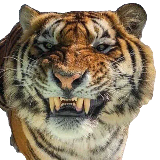 Telegram stickers Tiger Male