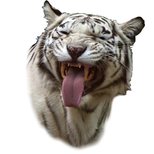 Tiger ❤ sticker 😋