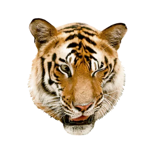 Tiger ❤ sticker 😉