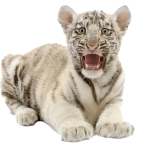 Tigers Cats emoji 😽