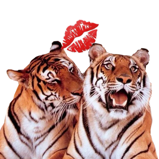 Telegram stickers Tigers love