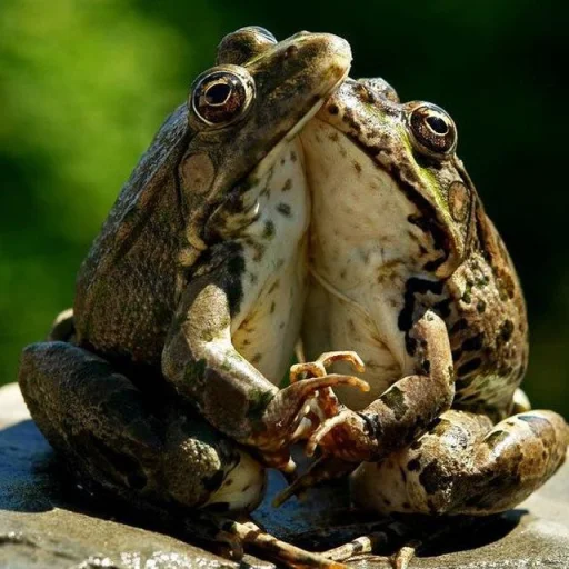 Стикер Toads and Frogs ?