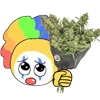 weed emoji 🫑