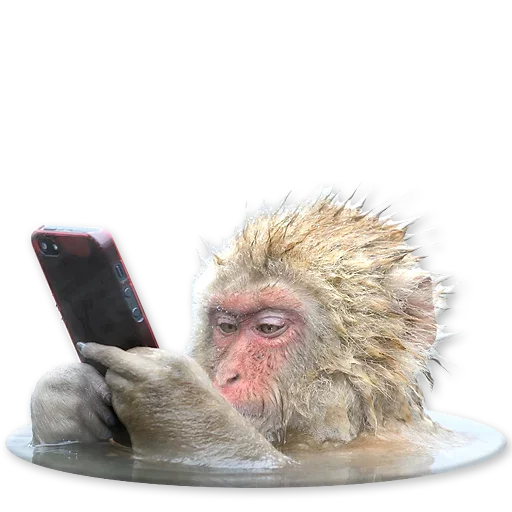 Telegram stikerlari Monkeys | Обезьяны