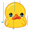 Duck stiker 😭