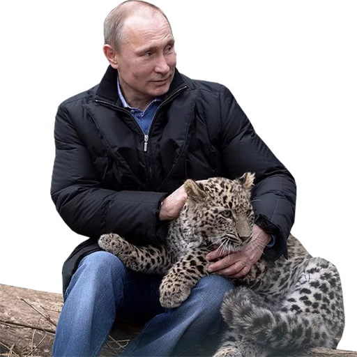 Vladimir Putin sticker 🐯