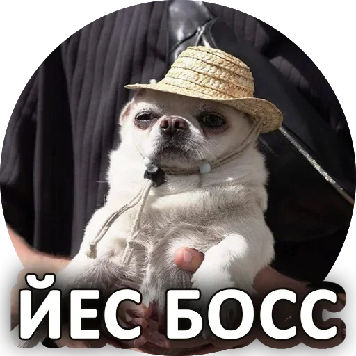Telegram stickers Здарова Десантура