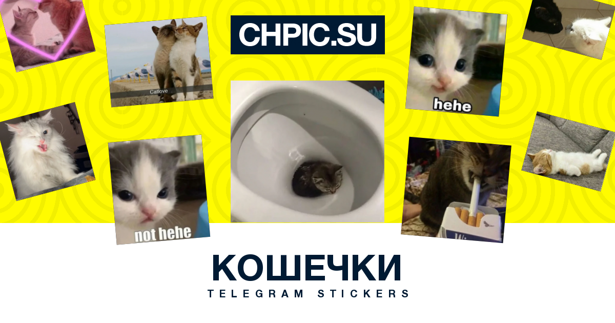 Канал телеграмм кошки. Стикеры с котятами тг популярные. Котята Стикеры тг. Котята тг. Фото стикеров котят из тг.