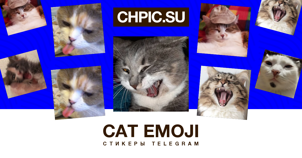 Канал телеграмм кошки. Картинки Emoji Cat. Scaredy Cat Emoji. Cat it Telegram.