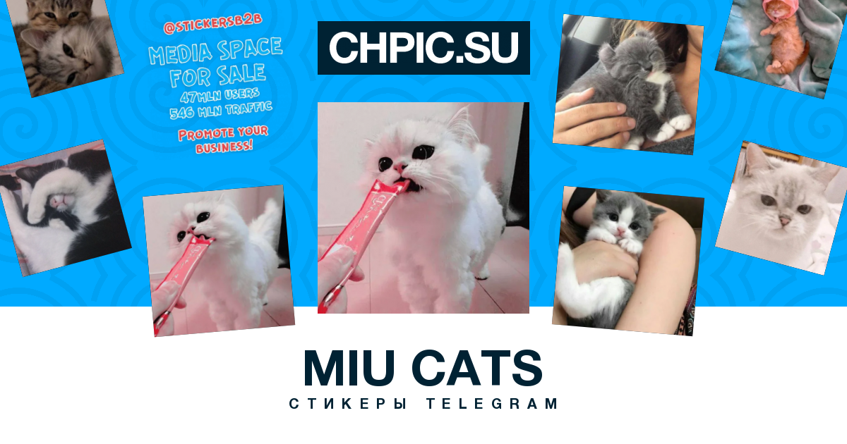 Миу кошка. Миу Миу из тг Стикеры. Lin Miu Cat. Little Meow без стикеров телеграм-канал.