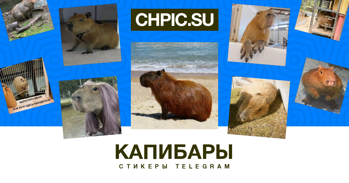 Капибары. Капибара фото. Девиз про капибар. My pets capybaras
