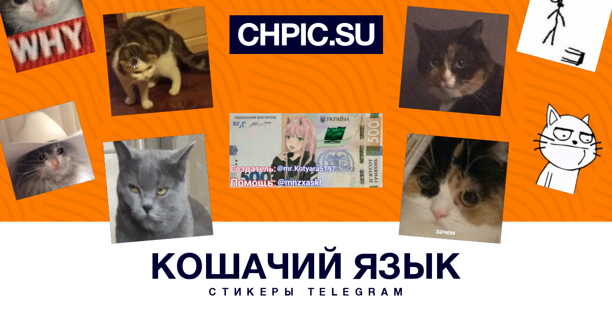 Канал телеграмм кошки