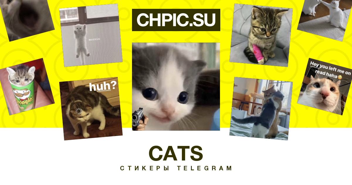 Канал телеграмм кошки