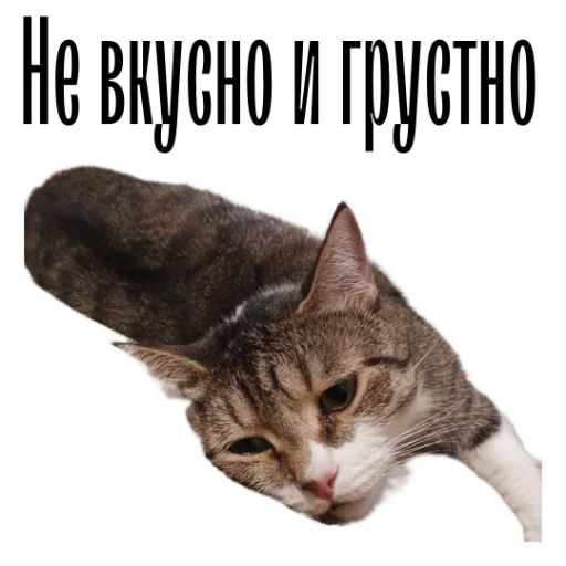 cat channel emoji 🤢