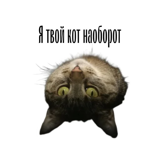 cat channel emoji 🙃