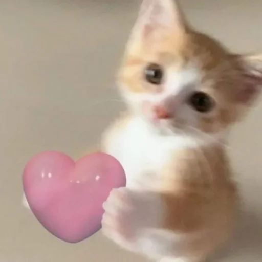 Cute cats emoji ❤️