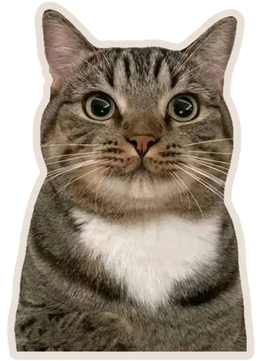 Telegram stickers Kucing