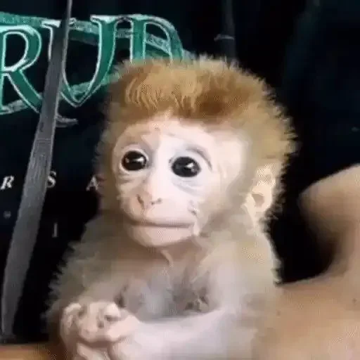 Monkey Memes emoji 🥺