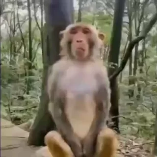Эмодзи Monkey Power! 🙈 😬