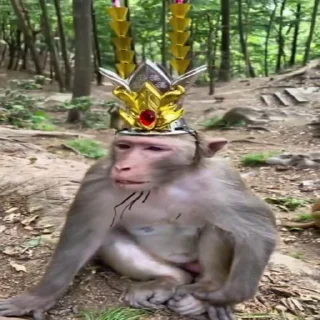 Monkey Power! 🙈 emoji 🤴