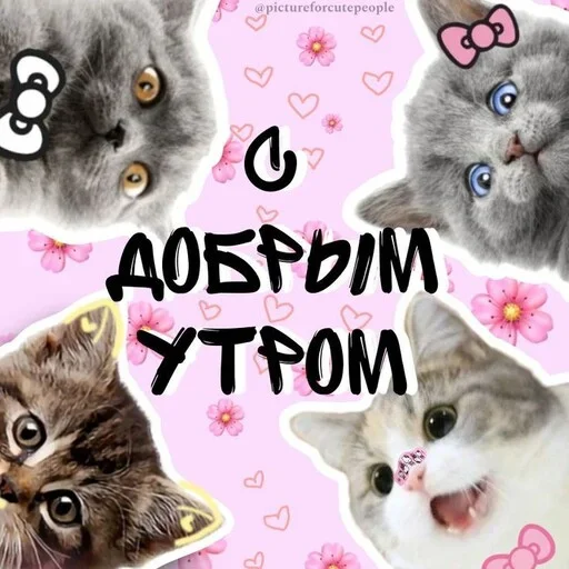 Котики и фразочки emoji ❗️