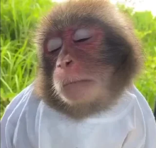 Monkeys | Обезьяны emoji 🫠